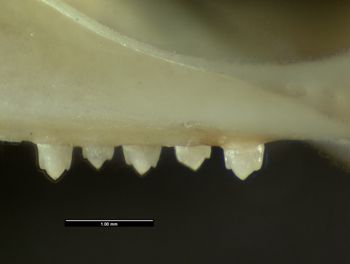 Media type: image;   Herpetology R-134022